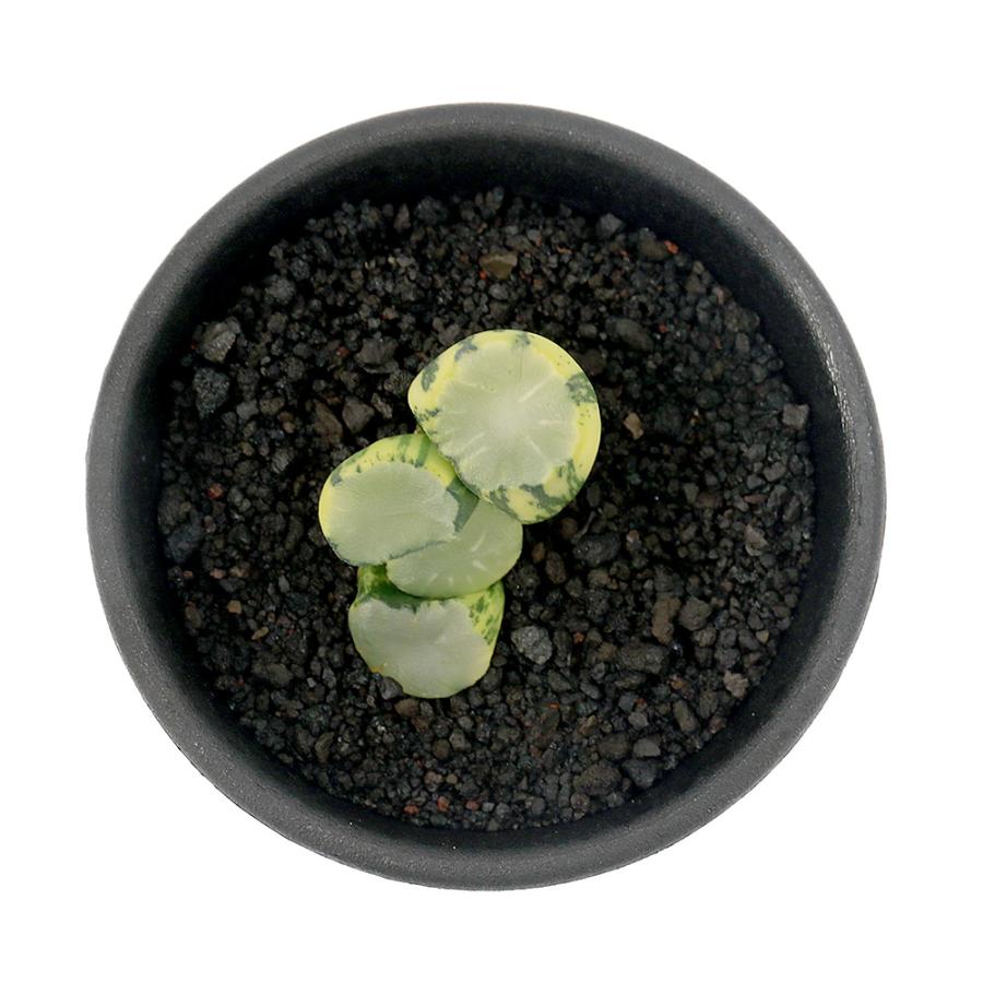 観葉植物）一点物 ハオルチア 白瓷万象錦 2．5号（1鉢） : charm 第