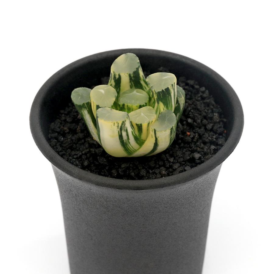 観葉植物）一点物 ハオルチア オーロラ錦 2．5号（1鉢） : charm 第