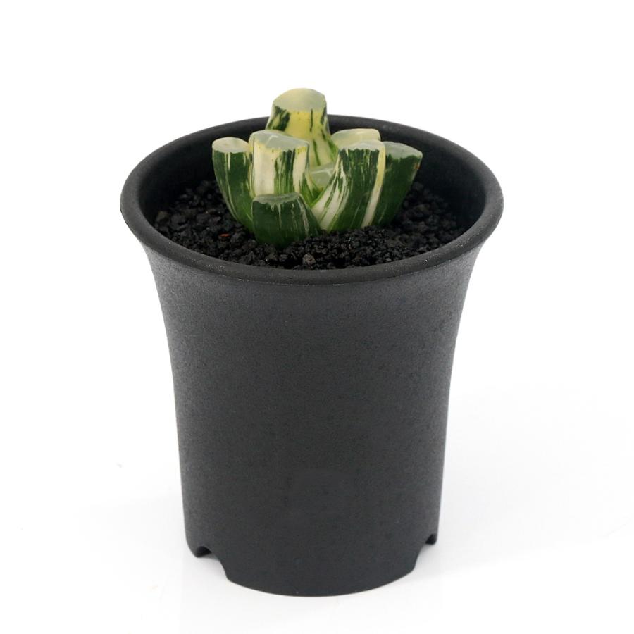観葉植物）一点物 ハオルチア オーロラ錦 2．5号（1鉢） : charm 第
