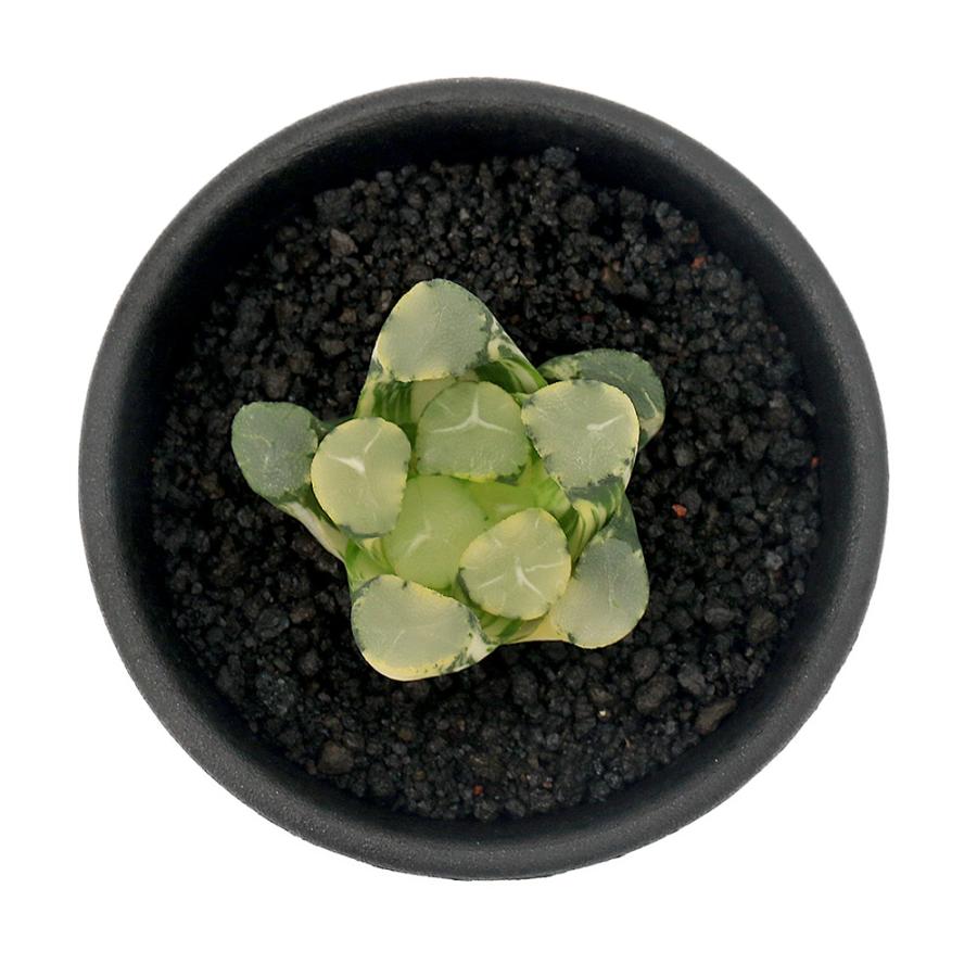 観葉植物）一点物 ハオルチア オーロラ錦 2．5号（1鉢） : charm 第