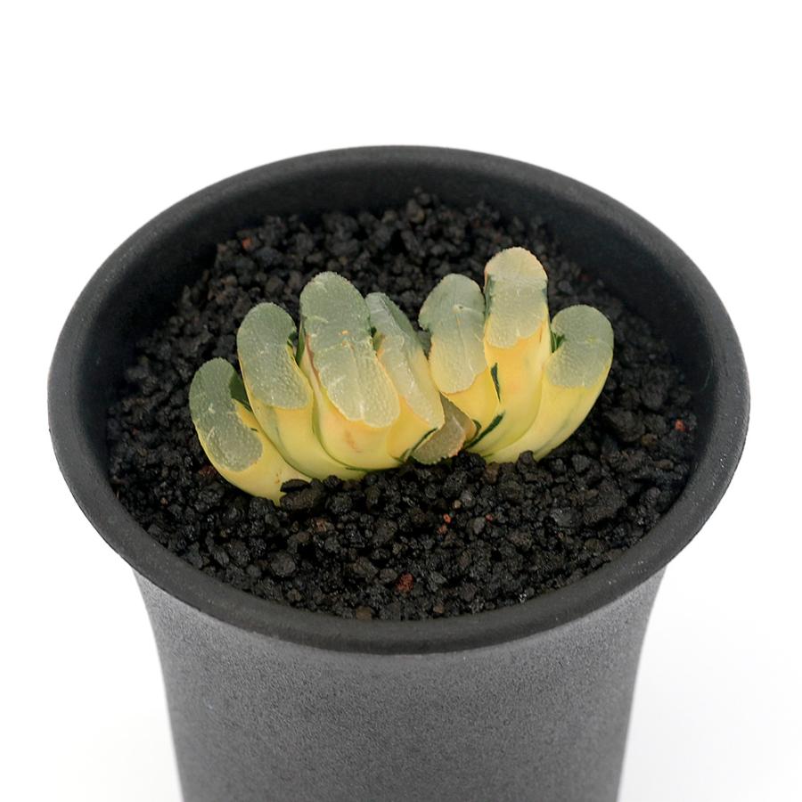 観葉植物）一点物 ハオルチア 海野レンズ玉扇錦 2．5号（1鉢