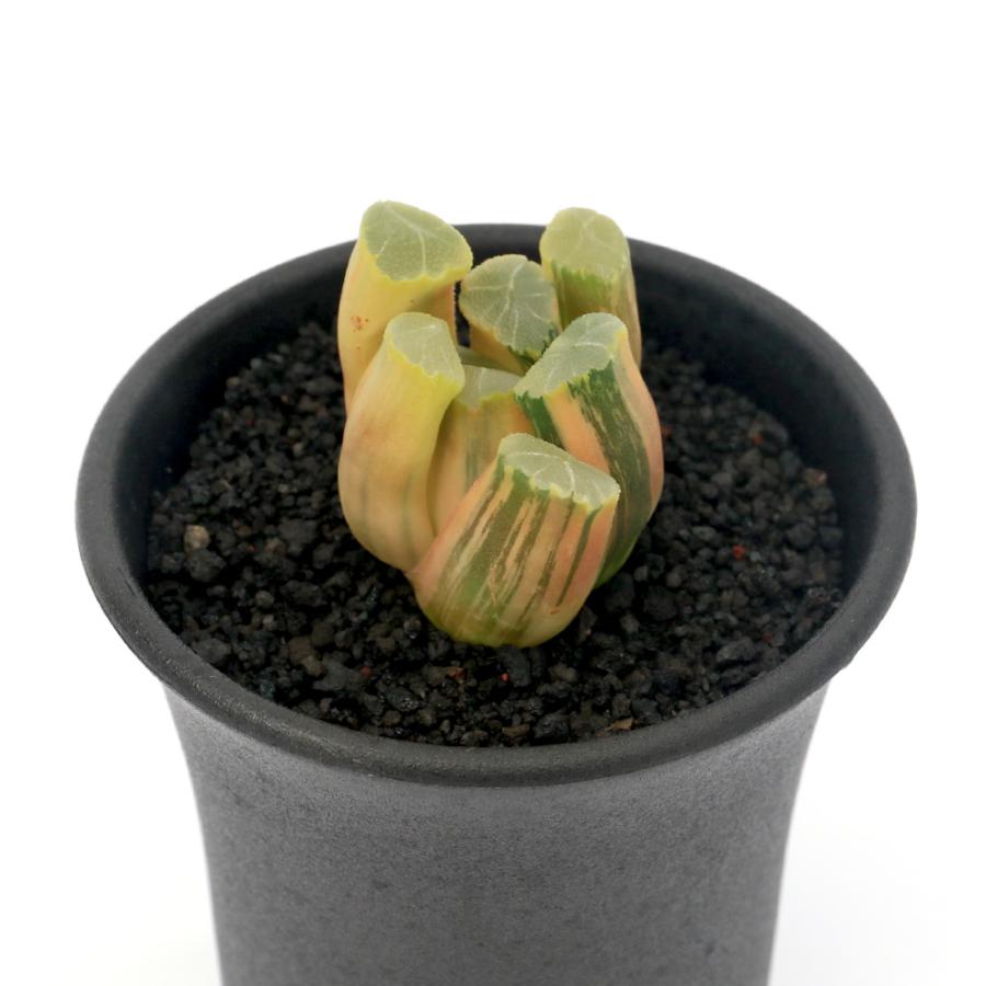 観葉植物）一点物 ハオルチア 流星万象錦 糊斑 2．5号（1鉢