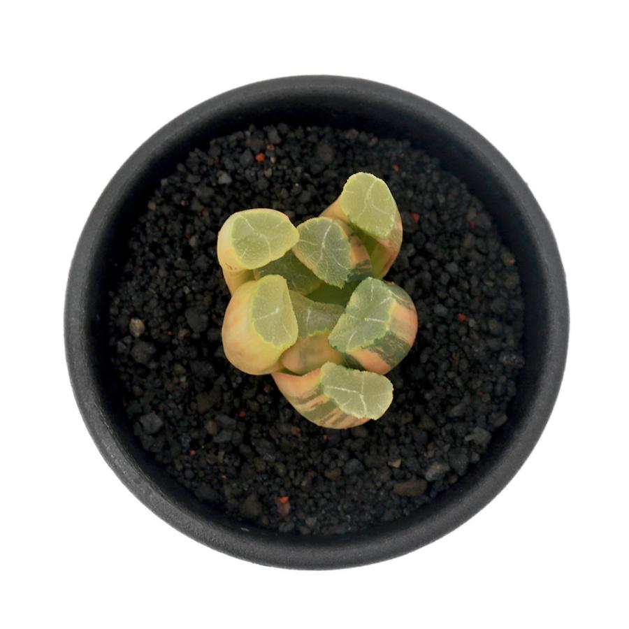 観葉植物）一点物 ハオルチア 流星万象錦 糊斑 2．5号（1鉢