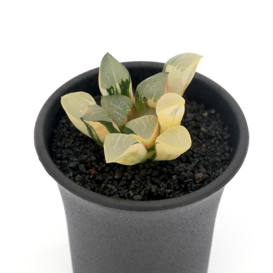 観葉植物）一点物 ハオルチア コレクタ錦 実生 2．5号（1鉢