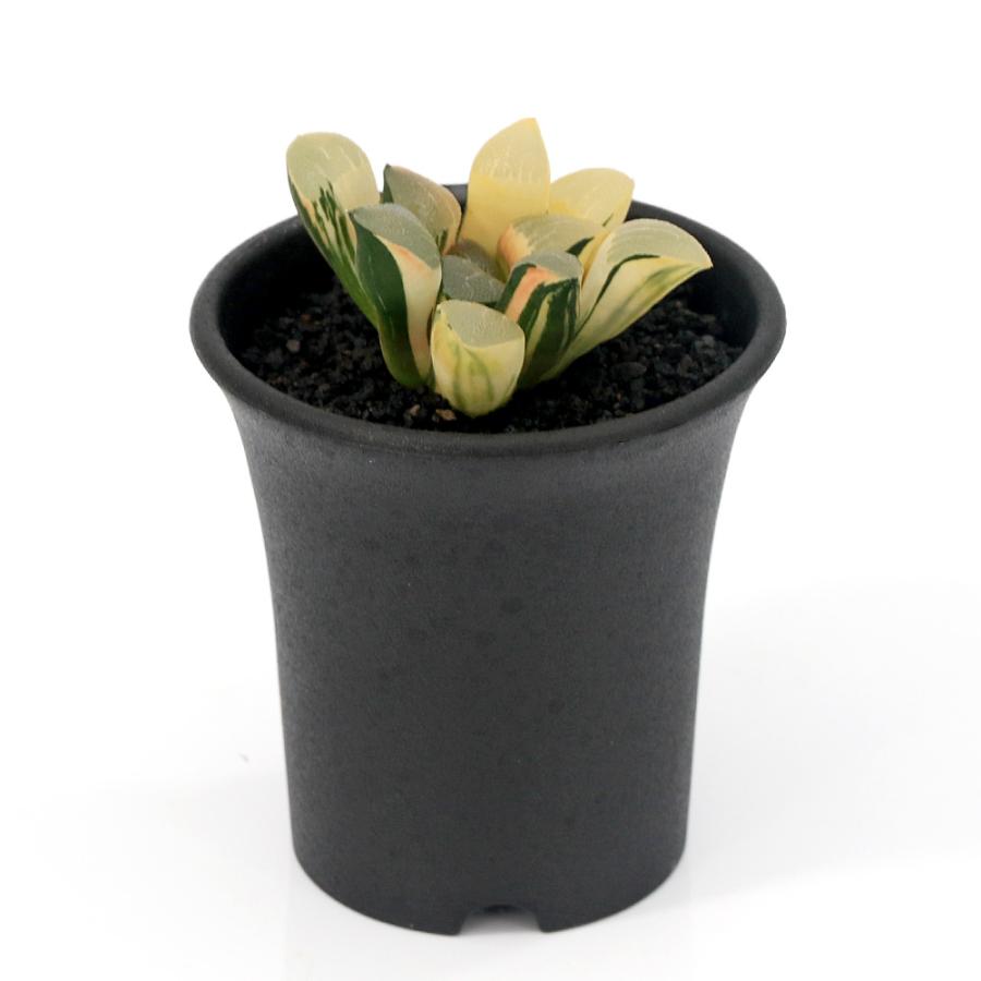 観葉植物）一点物 ハオルチア コレクタ錦 実生 2．5号（1鉢