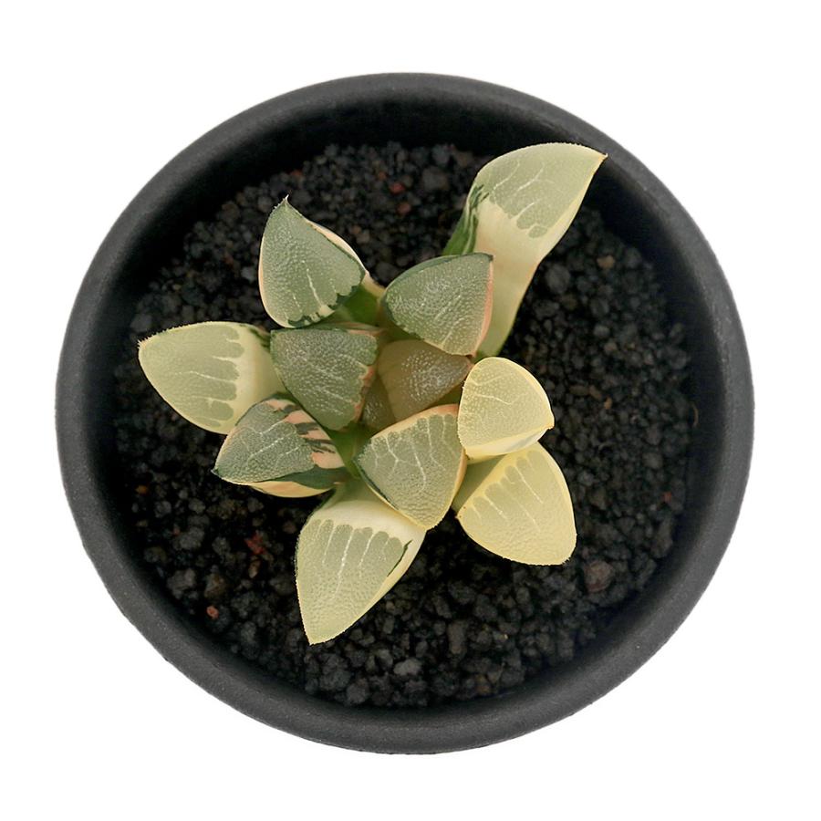観葉植物）一点物 ハオルチア コレクタ錦 実生 2．5号（1鉢
