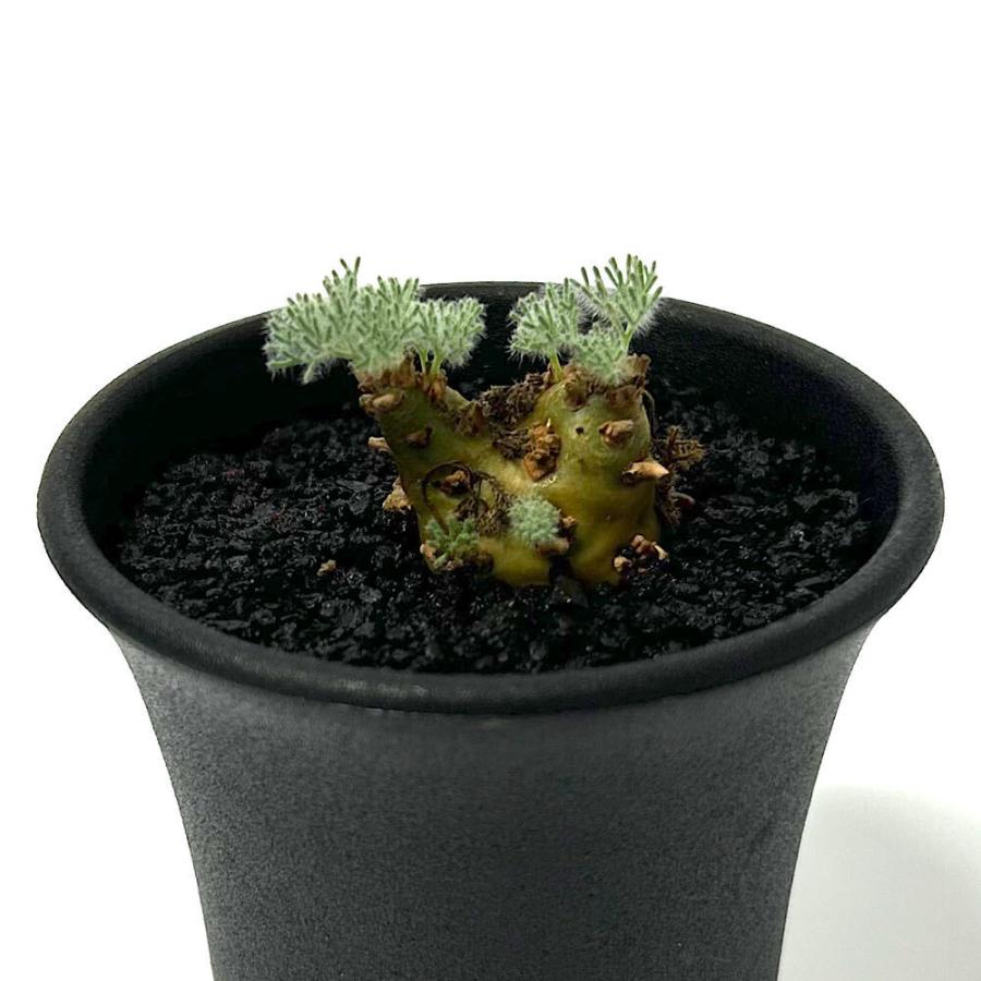 多肉植物）一点物 モンソニア ペニクリナム 実生苗 2．5号（1鉢