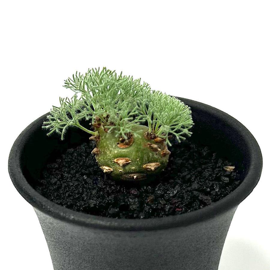 （多肉植物）一点物　モンソニア　ペニクリナム　実生苗　２．５号（１鉢）