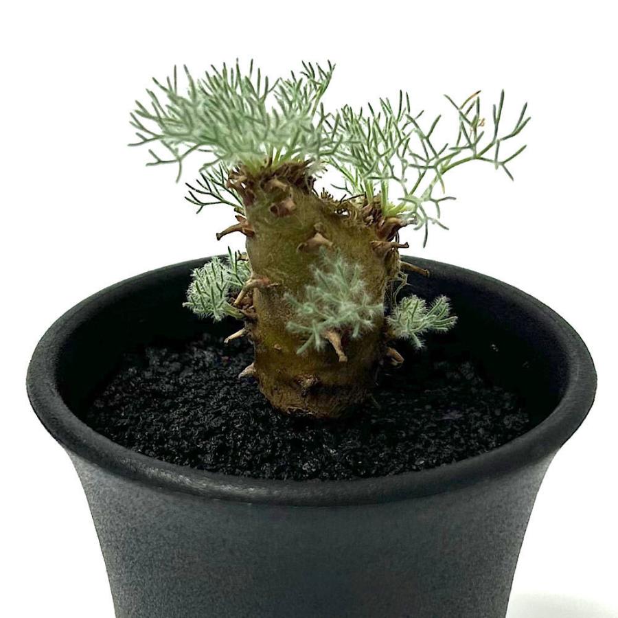 （多肉植物）一点物　モンソニア　ペニクリナム　実生苗　２．５号（１鉢）