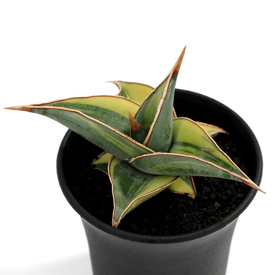 観葉植物）一点物 サンスベリア ピングイキュラ 斑入り 3号（1鉢
