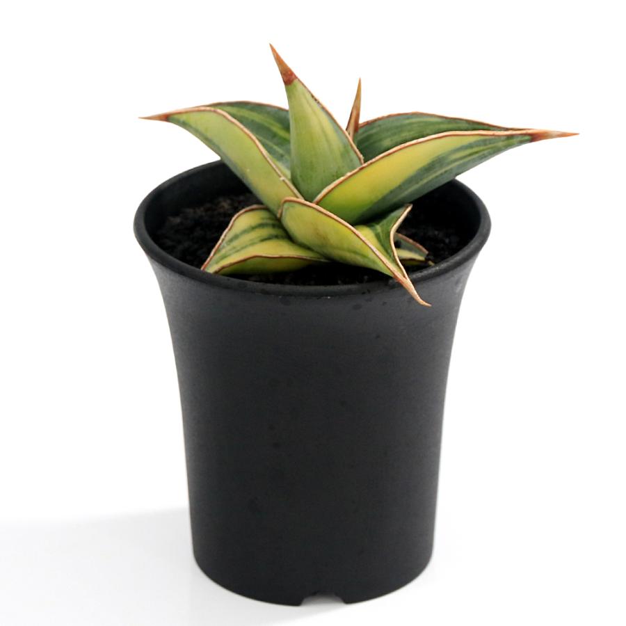 観葉植物）一点物 サンスベリア ピングイキュラ 斑入り 3号（1鉢