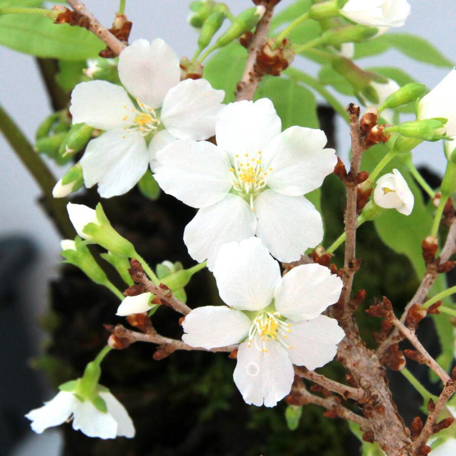 （山野草）盆栽　サクラ（桜）八房富士桜（ヤツブサフジザクラ）３号（１ポット）（Yahoo!・charm 第2ヤフー店）