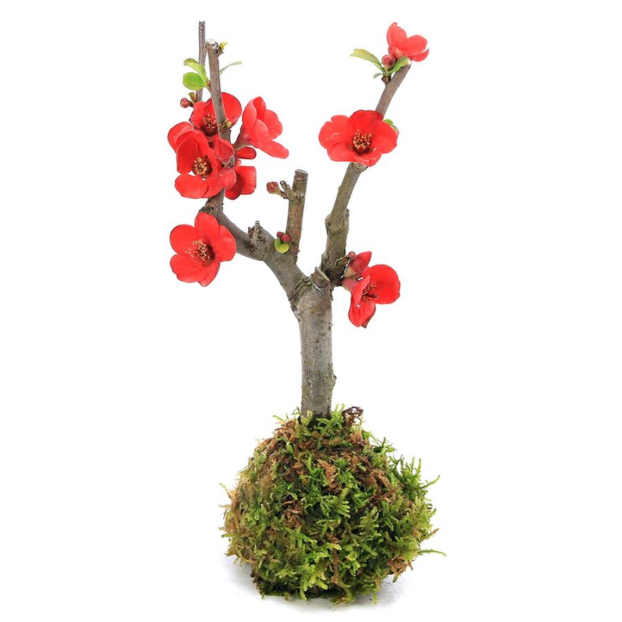 （山野草）苔玉　ボケ（木瓜）品種表記無し　（１個）観葉植物　コケ玉（Yahoo!・charm 第2ヤフー店）
