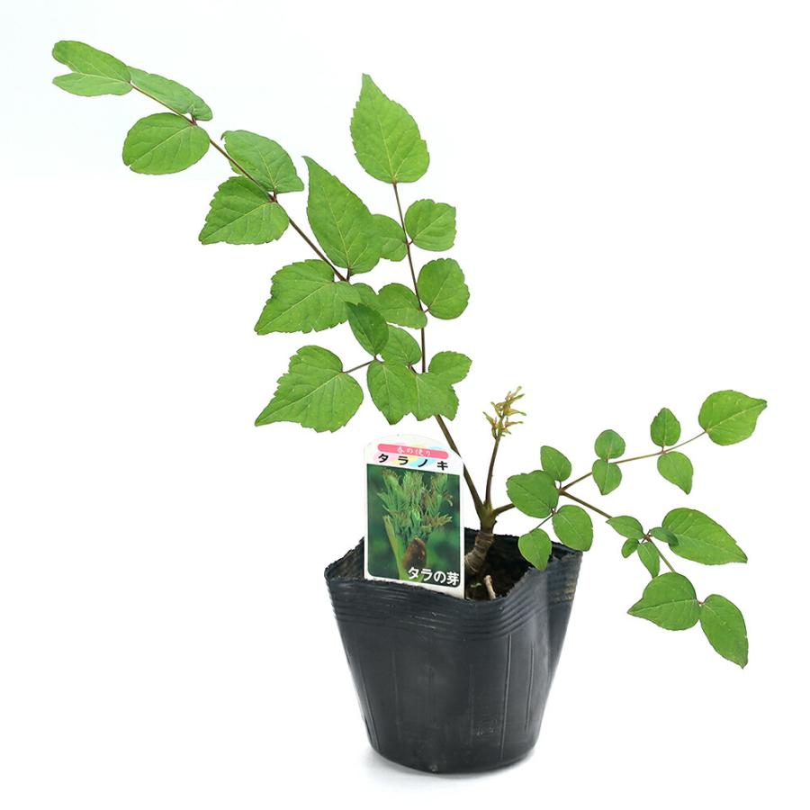 （山野草）山菜　トゲナシタラノキの苗（タラの芽）３号（１ポット）家庭菜園（Yahoo!・charm 第2ヤフー店）