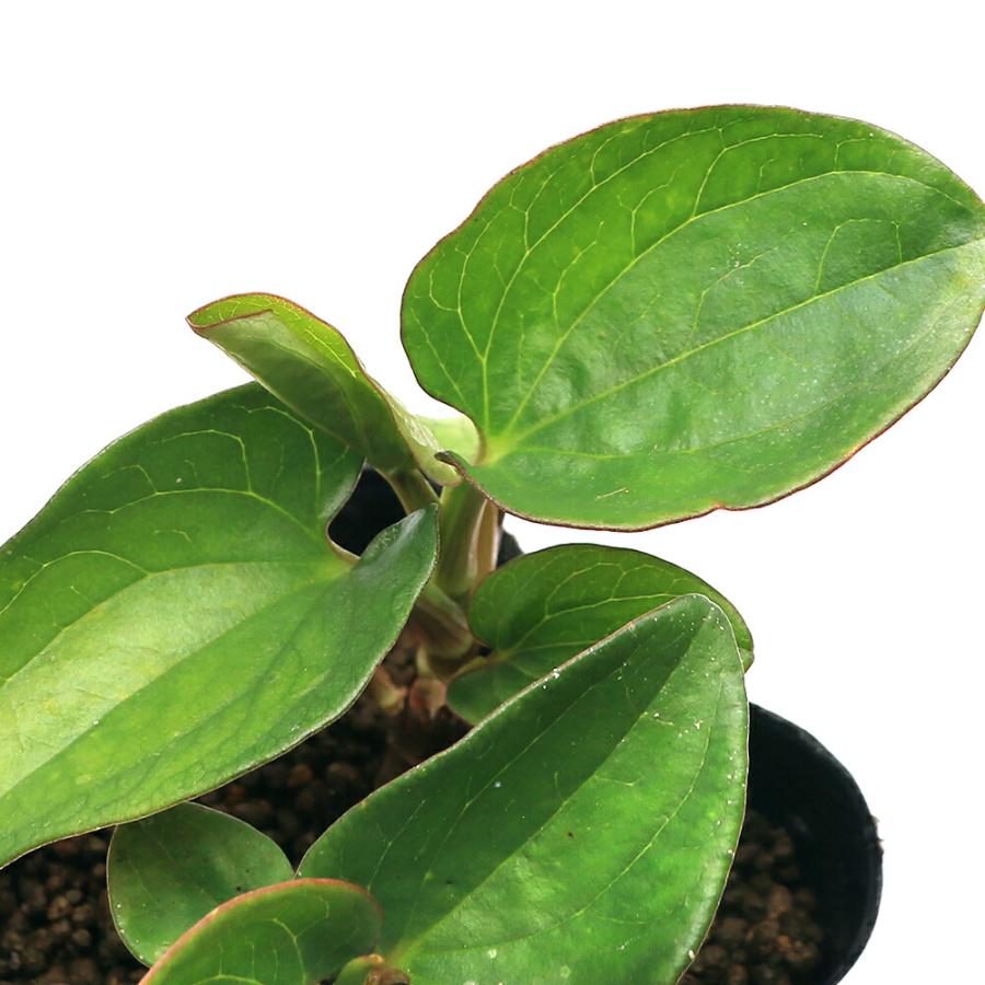 （ビオトープ）水生植物　レッドサウルルス（リザードテール）３号（１ポット）抽水植物（Yahoo!・charm 第2ヤフー店）