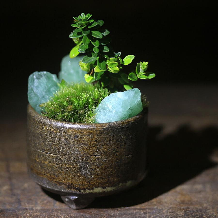 チャーム（charm） （山野草）苔盆栽 おまかせ山野草・鉱石 益子焼植え 
