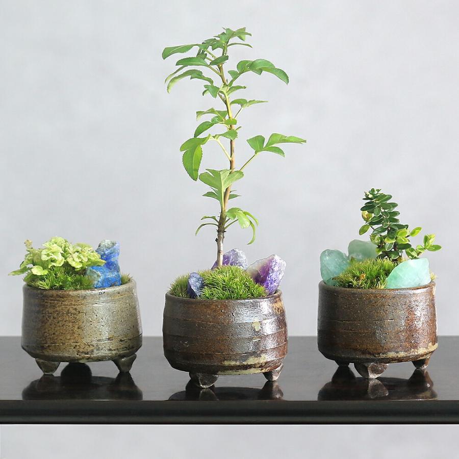 チャーム（charm） （山野草）苔盆栽 おまかせ山野草・鉱石 益子焼植え 