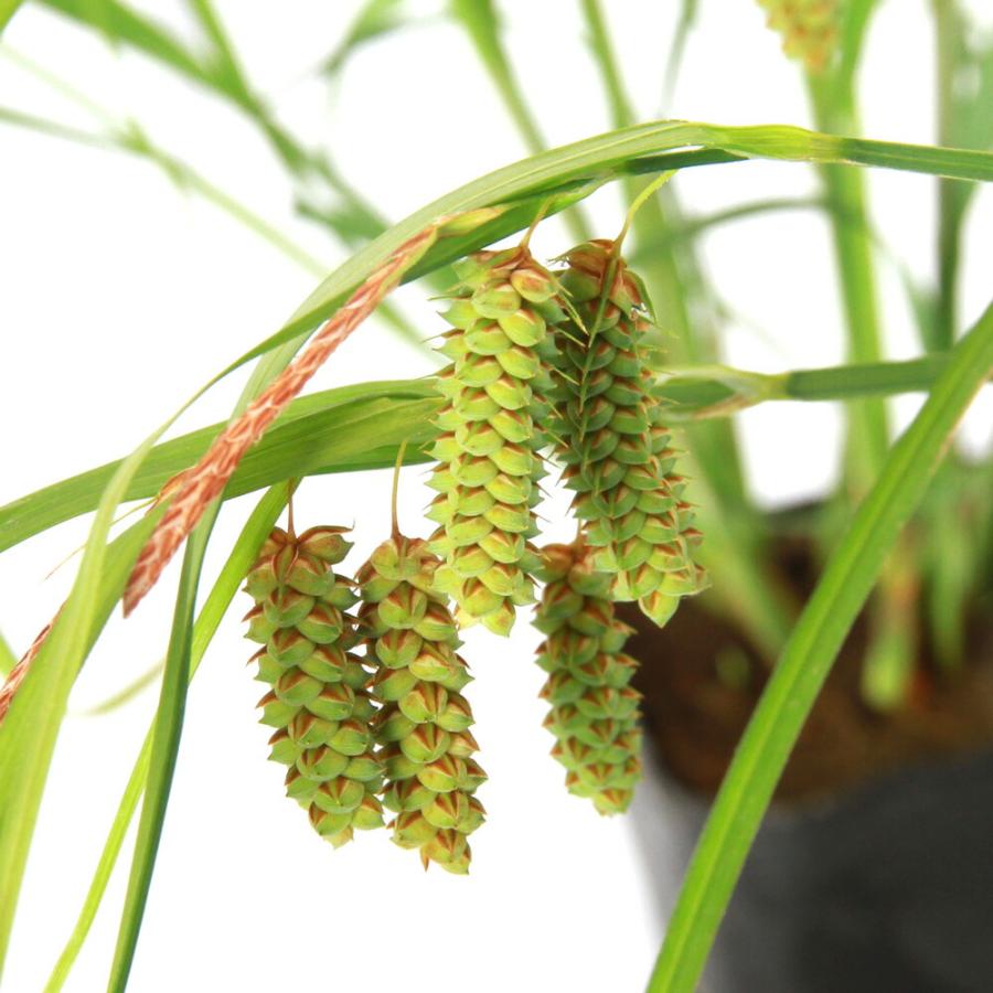（ビオトープ）水生植物　ゴウソ（タイツリスゲ）（１ポット）　湿生植物（Yahoo!・charm 第2ヤフー店）