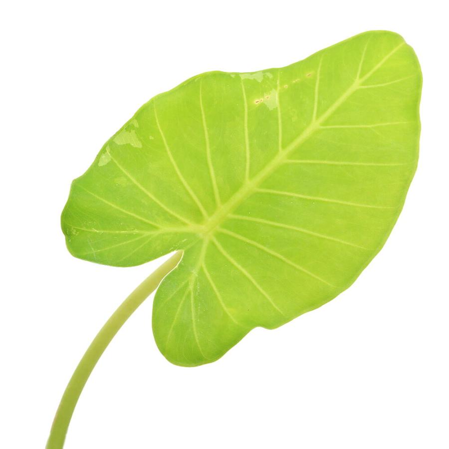観葉植物）一点物 斑入り クワズイモ 5号（1鉢）（392500