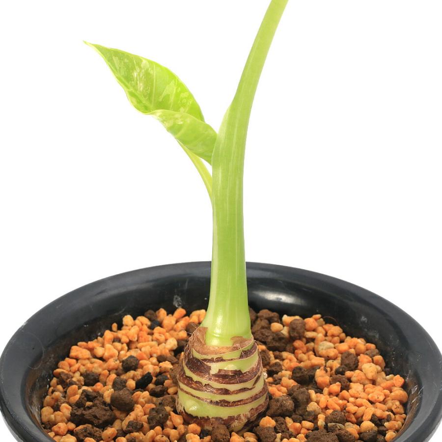 観葉植物）一点物 斑入り クワズイモ 5号（1鉢）（392500