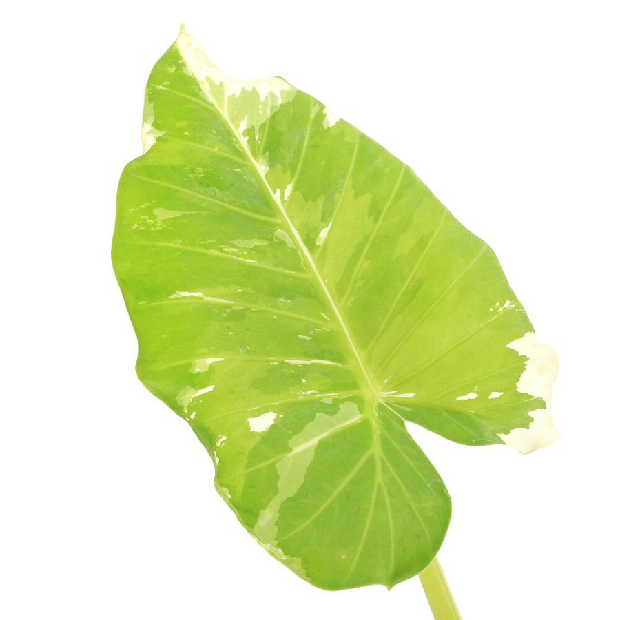 観葉植物）一点物 斑入り クワズイモ 5号（1鉢）（392504