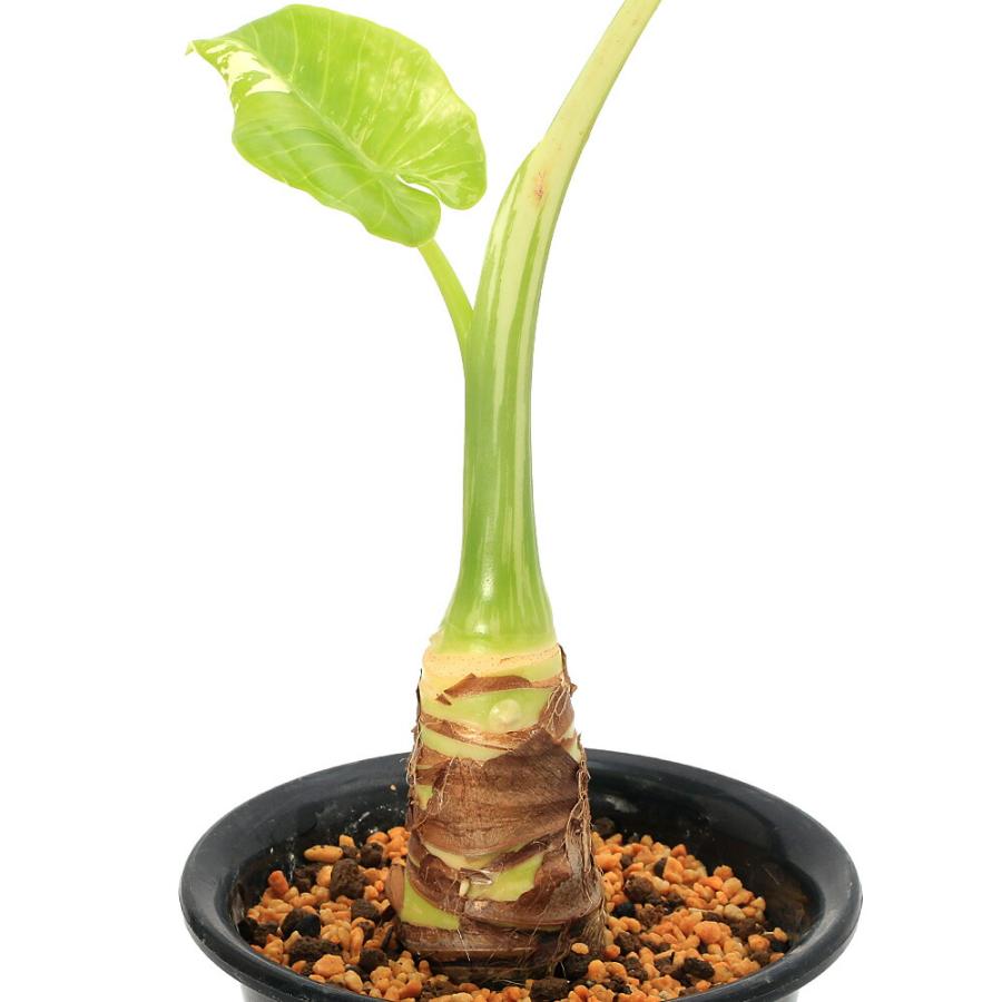 観葉植物）一点物 斑入り クワズイモ 5号（1鉢）（392504