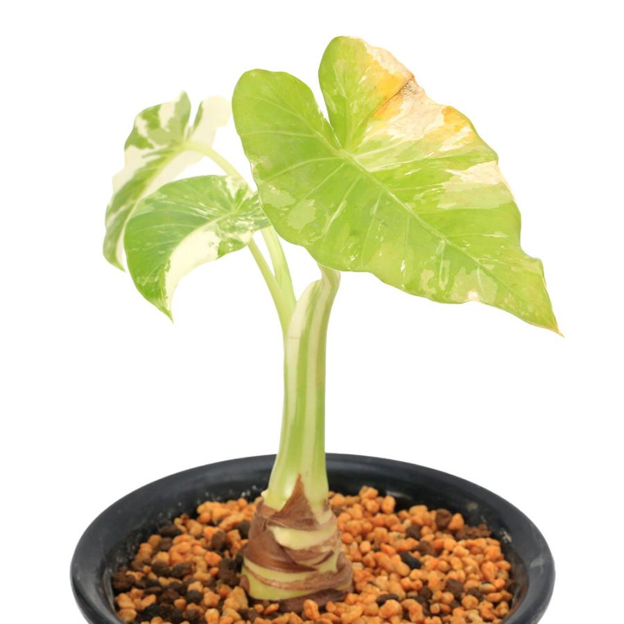 観葉植物）一点物 斑入り クワズイモ 5号（1鉢）（392507