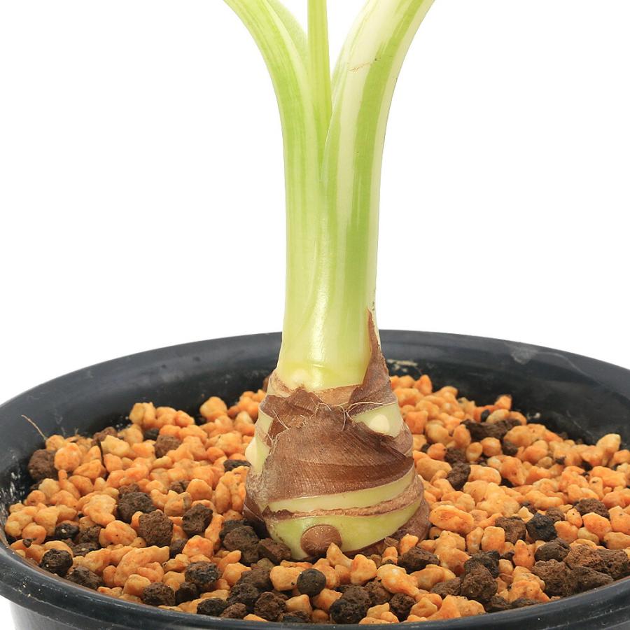 観葉植物）一点物 斑入り クワズイモ 5号（1鉢）（392507