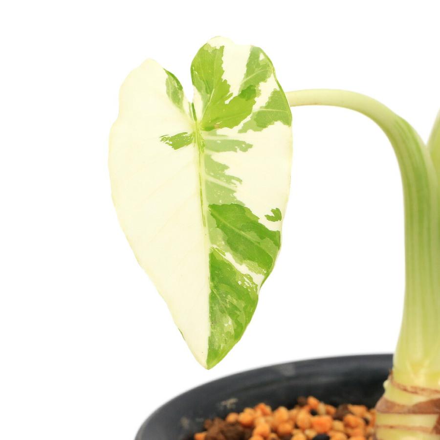 観葉植物）一点物 斑入り クワズイモ 5号（1鉢）（392507