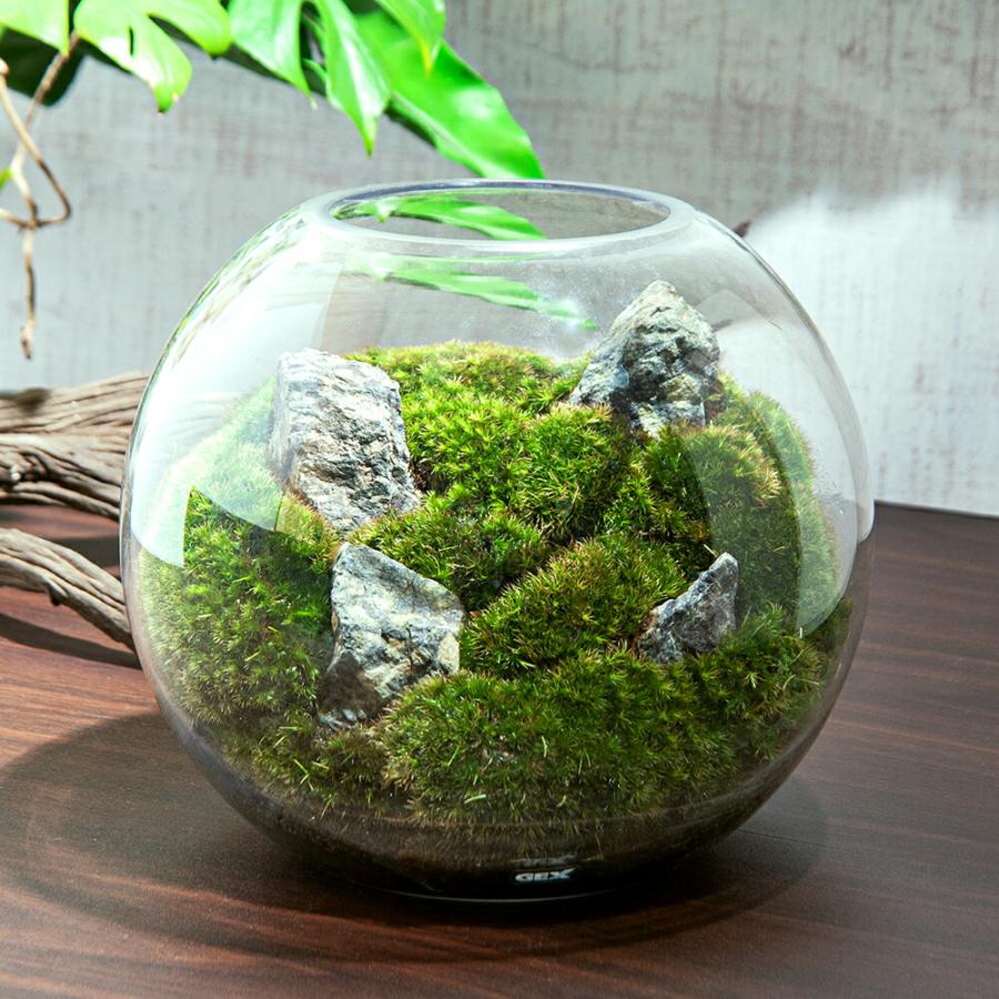 苔テラリウム　植物育成LED付 観葉植物）LED植物育成用ライト付き 苔テラリウム スフィア