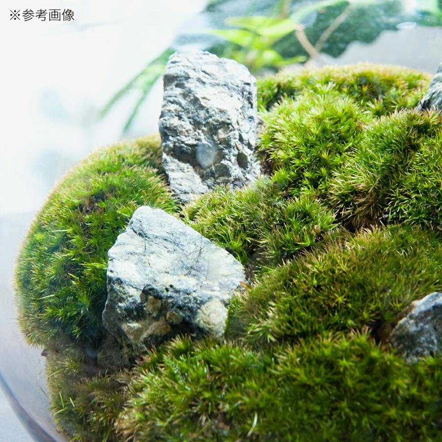 苔テラリウム　植物育成LED付 観葉植物）LED植物育成用ライト付き 苔テラリウム スフィア