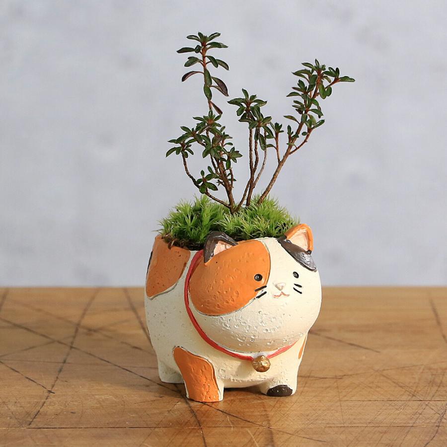 （山野草）苔盆栽　おまかせ山野草　三毛猫（１鉢）　ミニ盆栽（Yahoo!・charm 第2ヤフー店）