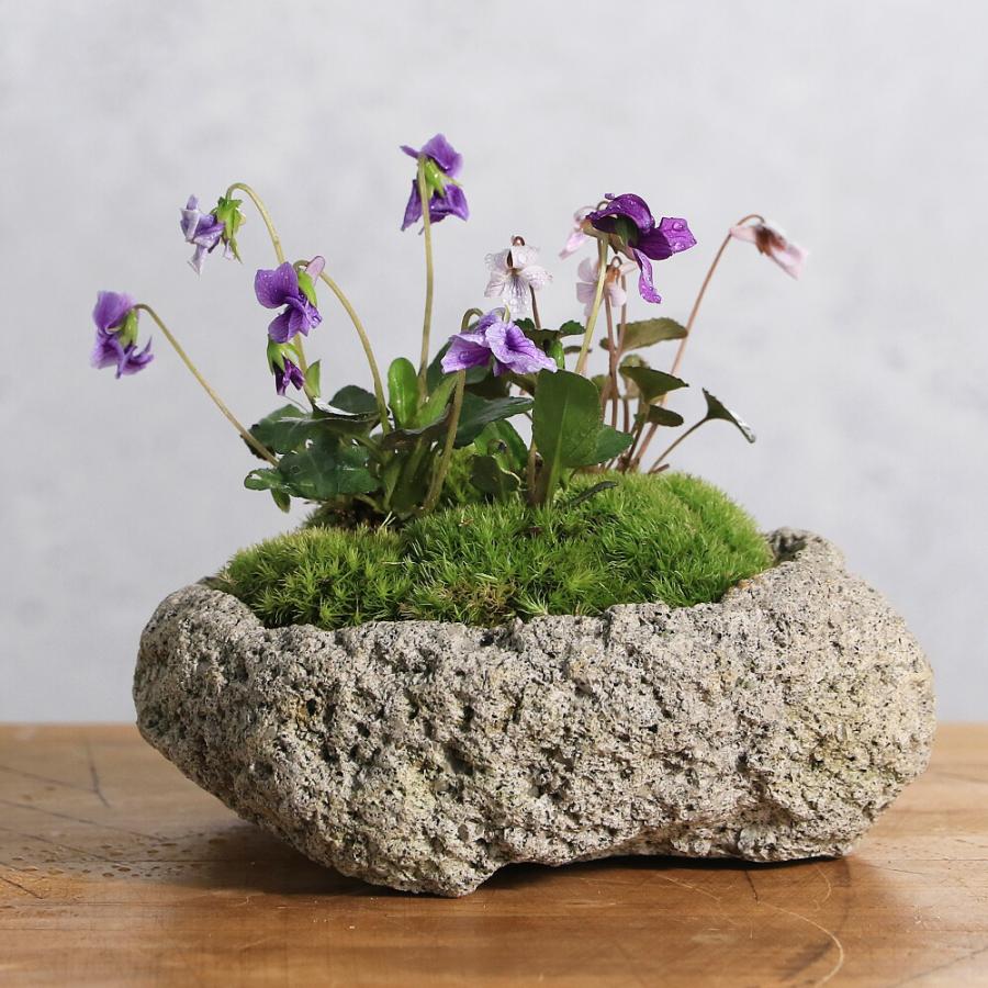山野草）苔盆栽 スミレ（菫）3種寄せ植え 白溶岩石鉢 Sサイズ（1鉢