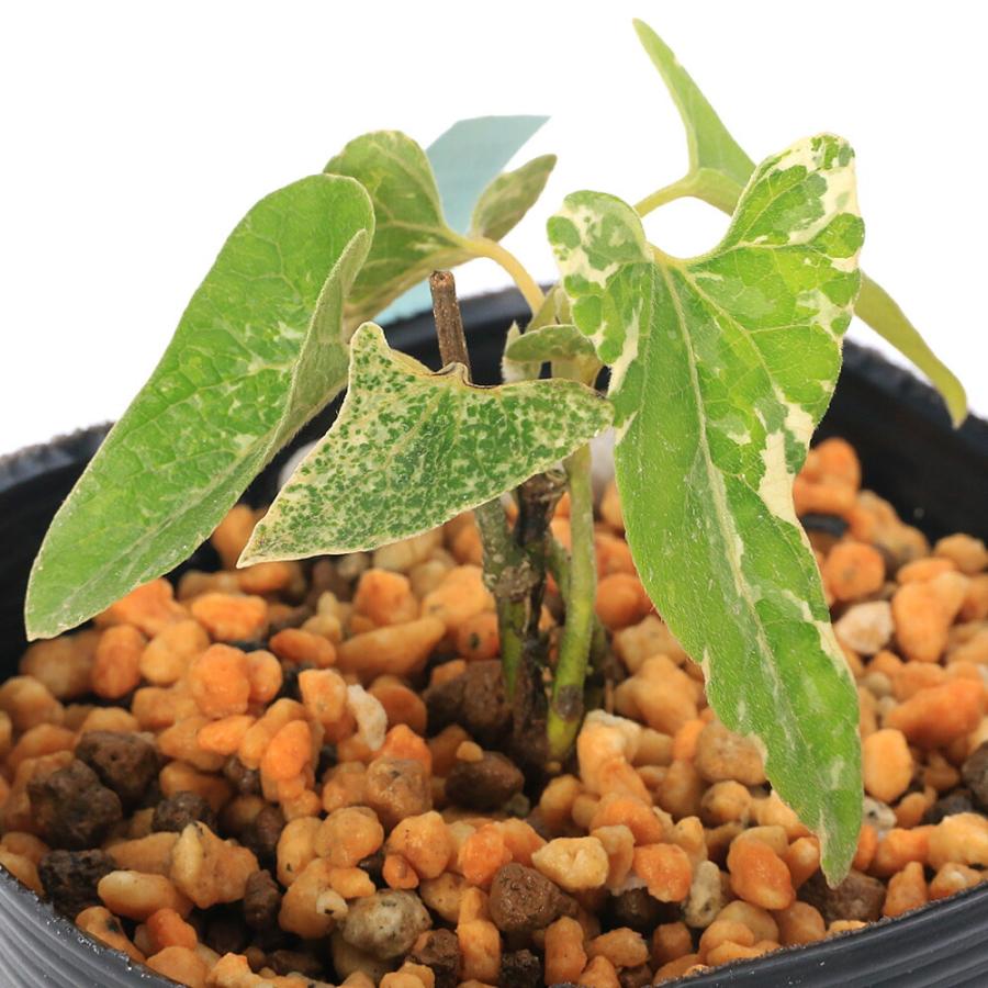 （山野草）斑入りオオバウマノスズクサ（斑入大葉馬ノ鈴草）３号（１ポット）（Yahoo!・charm 第2ヤフー店）
