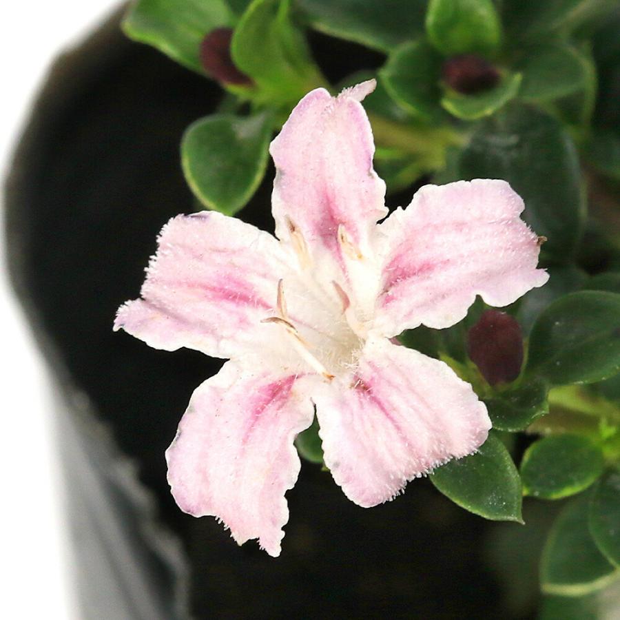 （山野草）コウチョウギ/コウチョウカ（香丁木、紅鳥花）　３号（１ポット）（Yahoo!・charm 第2ヤフー店）