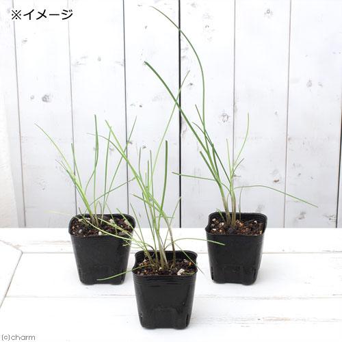 山野草）ノビル（野蒜） 球根入り 3号（10ポット） 家庭菜園