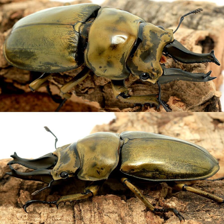 昆虫）オウゴンオニクワガタ 西ジャワ ハリムン産 成虫 WD 65