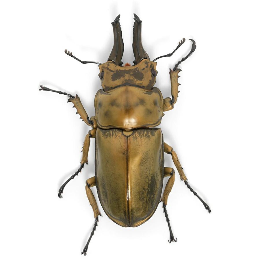 昆虫）オウゴンオニクワガタ 西ジャワ ハリムン産 成虫 WD 65