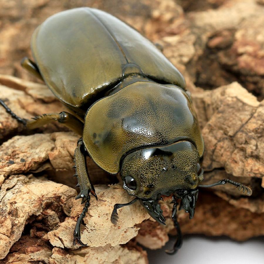 昆虫）オウゴンオニクワガタ 西ジャワ ハリムン産 成虫 WD 65