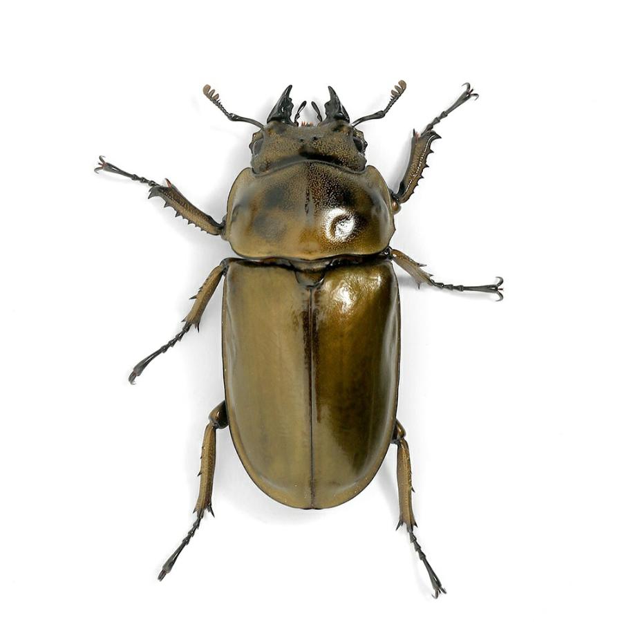 昆虫）オウゴンオニクワガタ 西ジャワ ハリムン産 成虫 WD 65