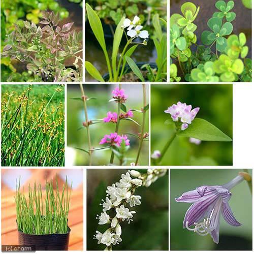 （ビオトープ）水生植物　オススメ　ビオ植物（１ポット）（Yahoo!・charm 第2ヤフー店）
