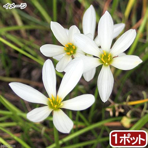 （ビオトープ）水生植物　タマスダレ（玉簾）（１ポット）　湿生植物（Yahoo!・charm 第2ヤフー店）