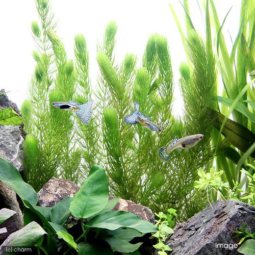 （水草）国産　無農薬マツモ（１００本）メダカ　金魚　水質浄化　産卵床_1