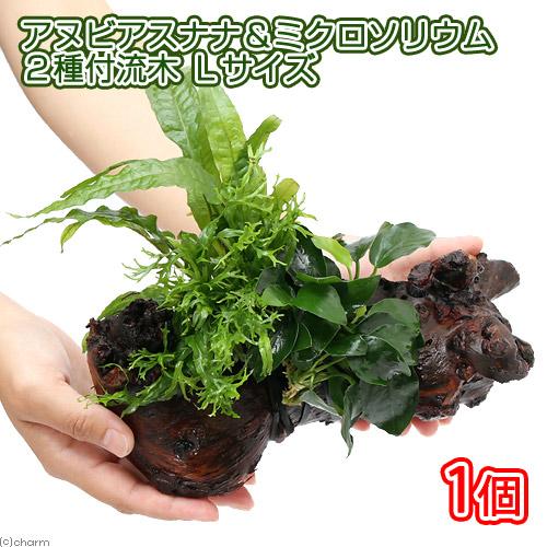 チャーム（charm） （水草）アヌビアスナナ＆ミクロソリウム2種 流木