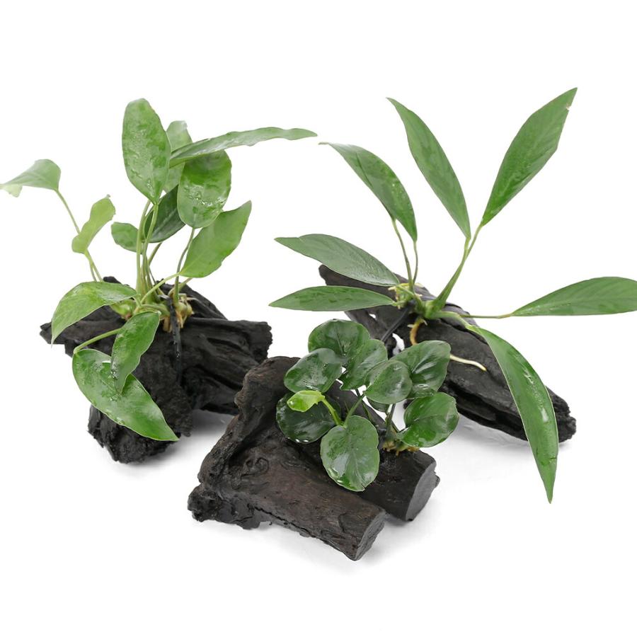 オザヤン⭐︎水槽用流木とアヌビアス　観葉植物のセット 水草）おまかせアヌビアス付 流木 SSサイズ（1本）（約10cm