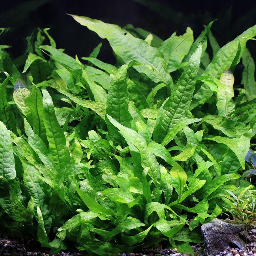 水草）ミクロソリウム ラティフォリア ゴールデンタイプ（水中葉）（1