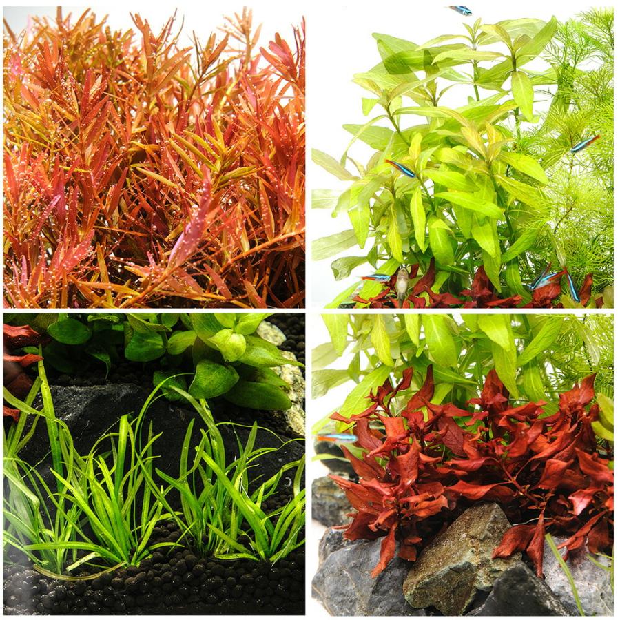 水草）60cmスリム水槽用 水草レイアウトセット 風山石付き : charm