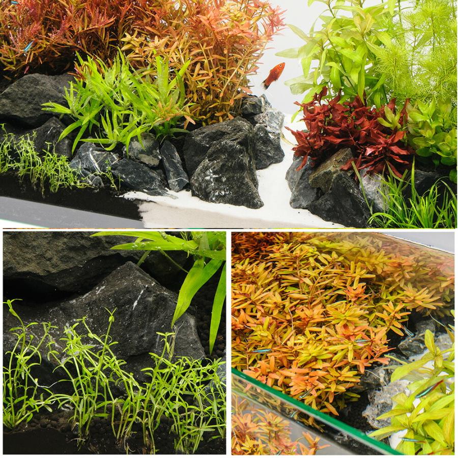 水草）60cmスリム水槽用 水草レイアウトセット 風山石付き : charm