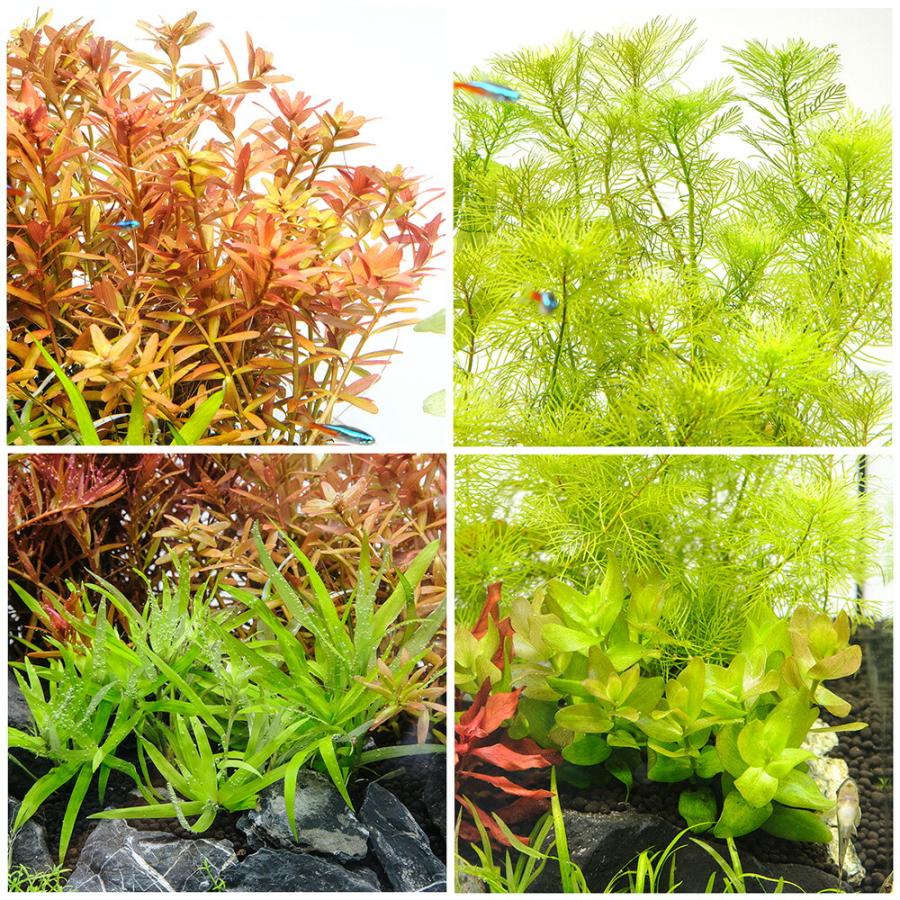 水草）60cmスリム水槽用 水草レイアウトセット 風山石付き : charm