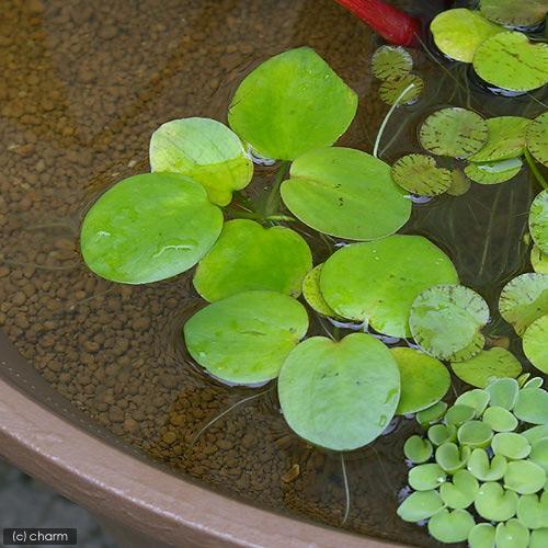 （ビオトープ）水生植物　アマゾンフロッグビット（無農薬）（５株）（Yahoo!・charm 第2ヤフー店）